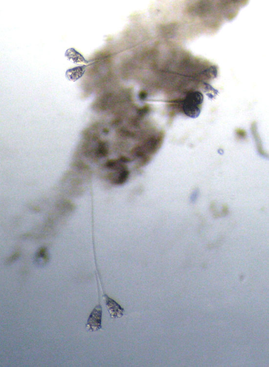 Microscopia delle spiagge adriatiche